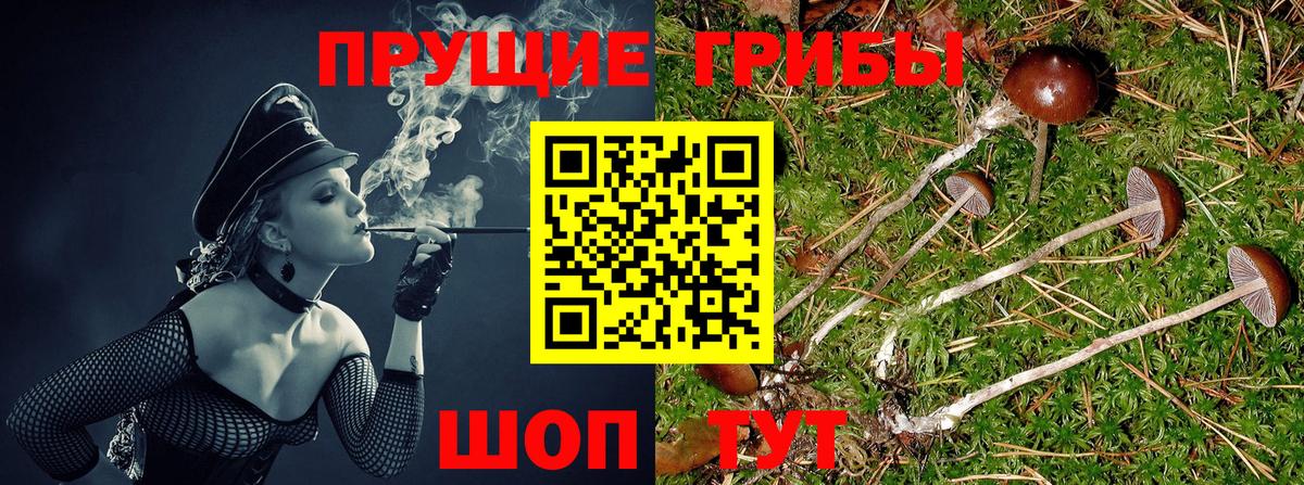 Псилоцибиновые грибы Psilocybe Димитровград